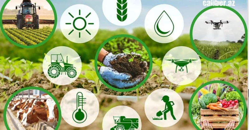 Госкомстат: Производство сельхозпродукции в Азербайджане превысило 2,3 млрд манатов