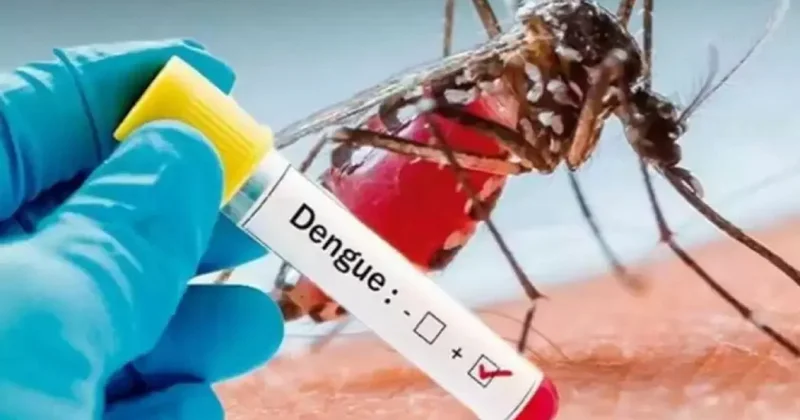Qlobal istiləşmə: Denge qızdırması və çikungunya Avropada endemik hal ala bilər