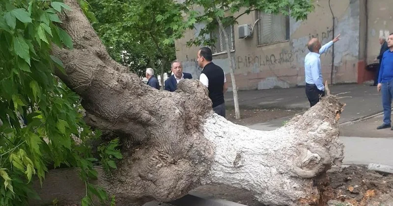 Mingəçevirdə ağac aşaraq yolu bağladı FOTO