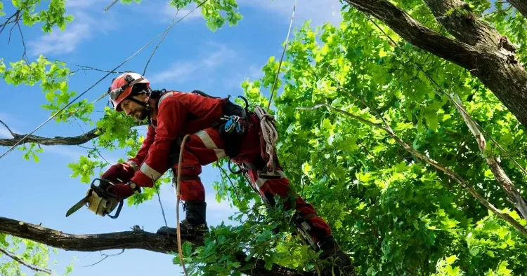 Ağacdan yıxılmamaq üçün bunu edin Ekspertdən TÖVSİYƏ