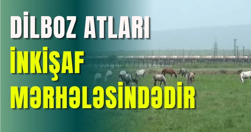 Dilbaz Atçılıq Kompleksi müasir tələblərə cavab verir