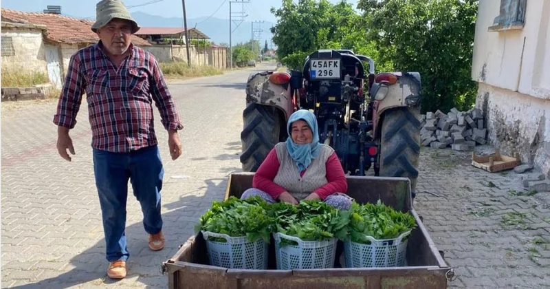 Meyvəsindən çox yarpağı qazanc gətirir... Xarici ölkələrə də SATIRLAR FOTO