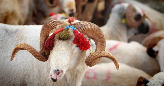 Qurban bayramı ilə bağlı qaydalar AÇIQLANDI