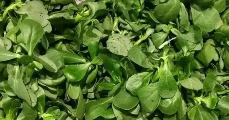 Qiyməti balıqdan dəfələrlə ucuz, faydası isə eyni Təzyiqi və şəkəri tənzimləyir