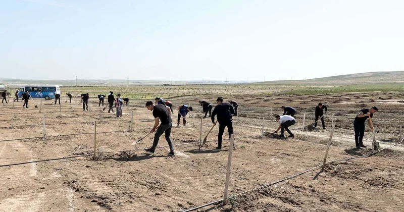 Dövlət Gömrük Komitəsinin əməkdaşları ağacəkmə aksiyasında iştirak ediblər