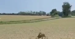 Sərxoş marallar yollarda təhlükə YARADIR
