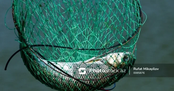 За незаконный вылов рыбы в Азербайджане к ответственности привлекли 48 человек