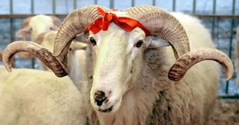 Qurbanlıq satış və kəsimə yeni məhdudiyyətlər