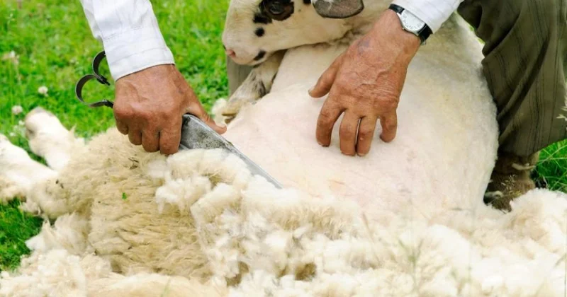 Hər dəqiqəsi puldur: Gündə 200 qoyun qırxır