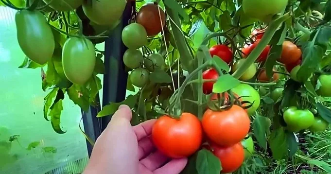 Pomidor yetişdirilməsi ilə bağlı Maraqlı məsləhətlər