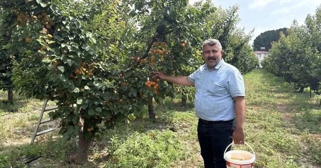 Yeddi il əvvəl başladı, bəhrəsini indi görür Hər ağac 300 kilo məhsul verir FOTO