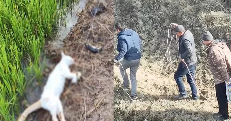 Zaqatalada əkin sahəsində kütləvi TƏLƏFAT: Suya elektrik cərəyanı verdilər VİDEO