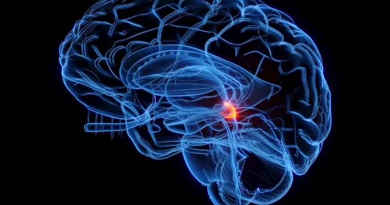 Beynin qocalmasını ləngidən vitamin tapıldı