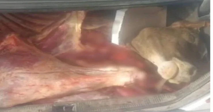 Əsgəranda avtomobildən 120 kilo yararsız ət tapıldı