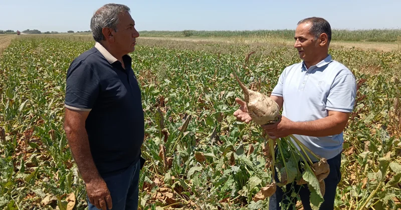 Qışlıq şəkər çuğundurunun sınaq əkini uğurlu alınıb sahələrdən bol məhsul yığılır FOTO