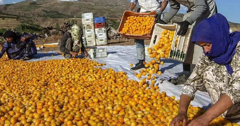 Naxçıvanda ixrac qadağası:Məhsullar məhv olur NARAZILIQ VAR