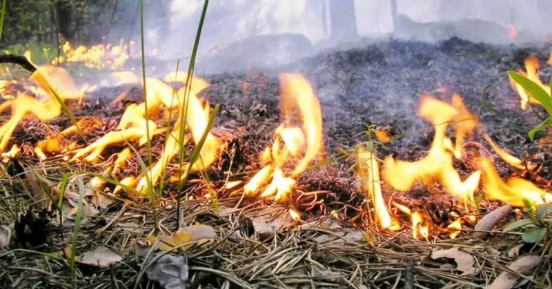 В Джалилабаде горит лесная местность