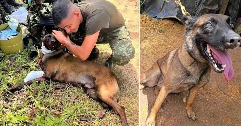 Bomba qoxusunu alan it ayağını itirsə də, onlarla insanı xilas etdi FOTO