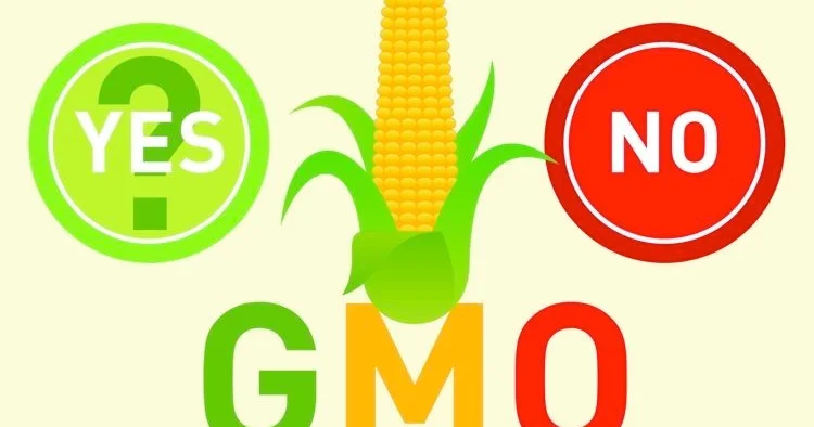 Niyə ən çox onları GMO laşdırırlar?