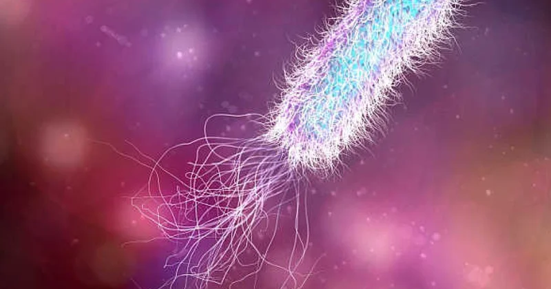 Xərçəngin immunoterapiyasının təsirini gücləndirən bağırsaq mikrobları aşkarlanıb