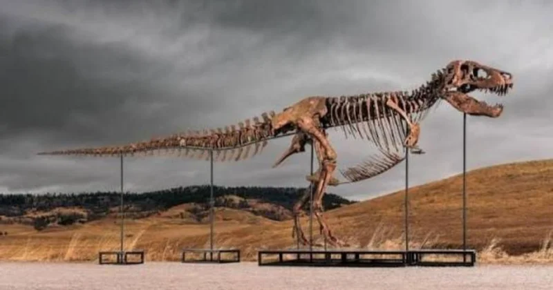 ABŞ də dinozavr qalıqları 50 milyon dollara satıldı