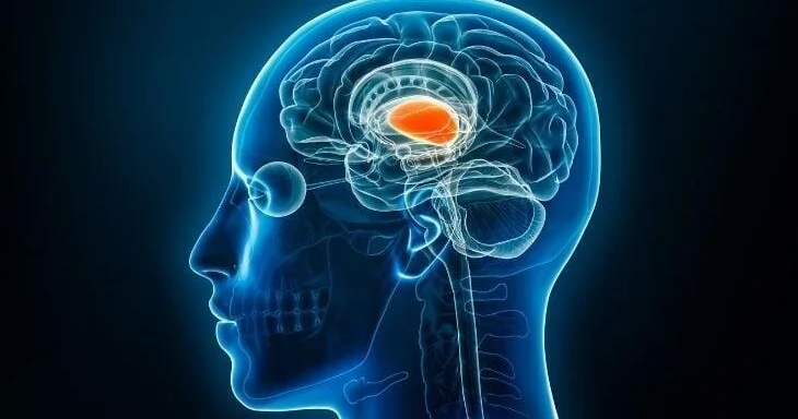 Talamus nədir? Talamusun vəzifələri və funksiyaları