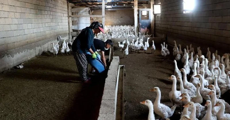4 qazla başladı, indi ildə 800 bala alır (Foto)