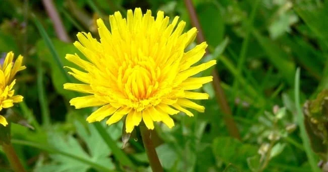 Tərkibi mineral və antioksidantlarla sarı çiçəkli zəngin zəncirotu bitkisinin insan sağlamlığına hansı faydaları var? Video