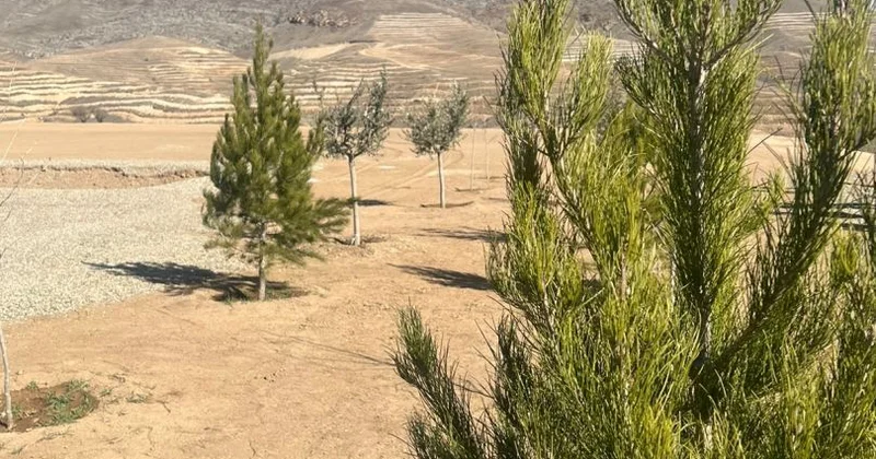 Ağaclar niyə şəhərlər üçün əvəzolunmazdır? EKOLOQ DANIŞDI