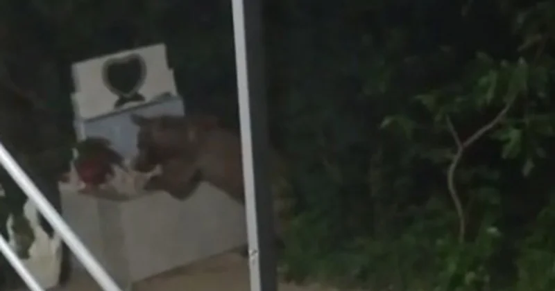 Ayı Xocalıda evin həyətinə girdi Yeyib içib geri qayıtdı Video