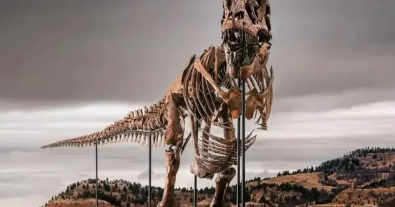 67 milyon illik tiranozavr skeleti rekord qiymətə satıldı