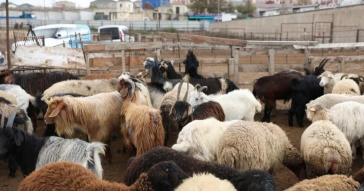 Heyvanlarda stres yaranır... AQTA rəsmisi yeni qərarı belə əsaslandırdı