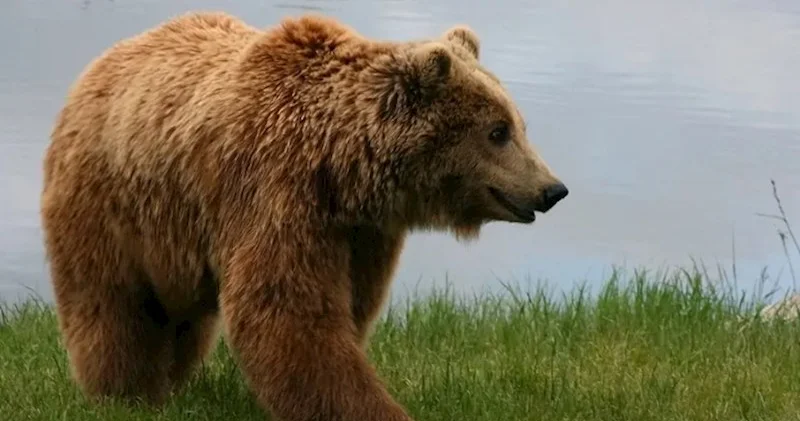 Alyaskada Rusiya nümayəndə heyətini ayı qarşıladı Bu, yaxşı əlamətdir