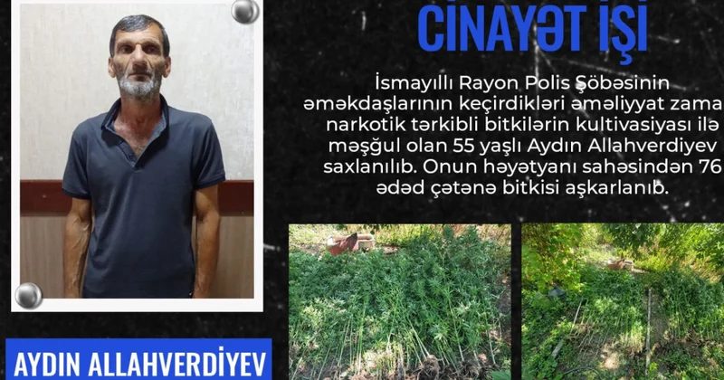 Bostan bitkilərinin arasında çətənə kolu yetişdirən şəxs həbs olunub