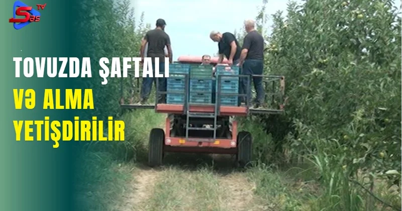 Tovuzda şaftalı və alma yetişdirilir