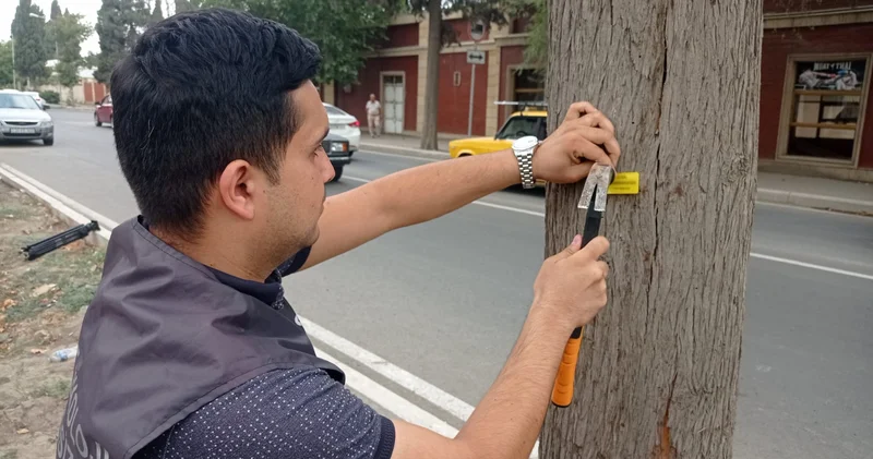 Azərbaycanda ilk: ağaclara QR kodlar yerləşdirilir SƏBƏB