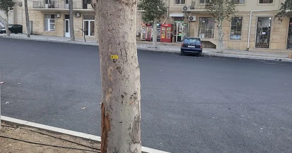 Gəncədə qurumuş və qəzalı ağaclar yenisi ilə ƏVƏZLƏNƏCƏK