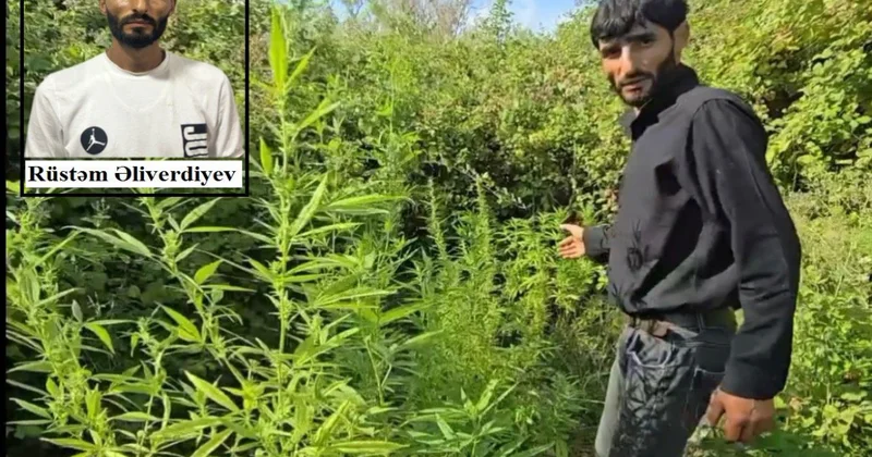 Saatlıda narkotik bitkilərin gizli yetişdirilməsi üçün istifadə edilən tunel aşkarlanıb VİDEO