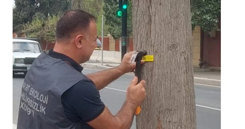 Gəncədə ağaclar niyə işarələnir? Rəsmi açıqlama (FOTOLAR)