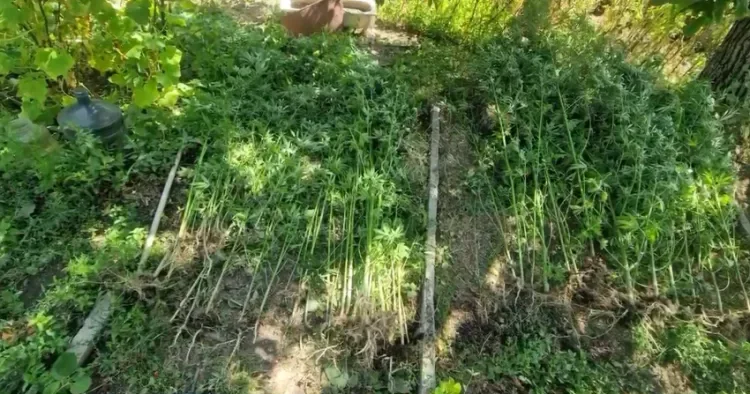 İsmayıllıda bostan içində çətənə becərdi TUTULDU