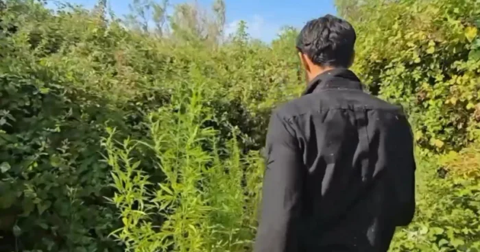 Tunellərdə çətənə yetişdirən şəxs ələ keçib