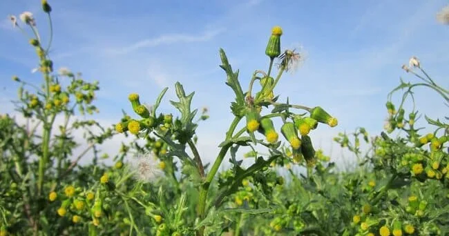 Qadın otu və ya ot qulağı kimi adlarla tanınan adi xaç gülü (Senecio vulgaris) sağlamlığa necə təsir edir? Video