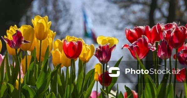 Метеорологи рассказали о погодных условиях в Азербайджане на 16 августа