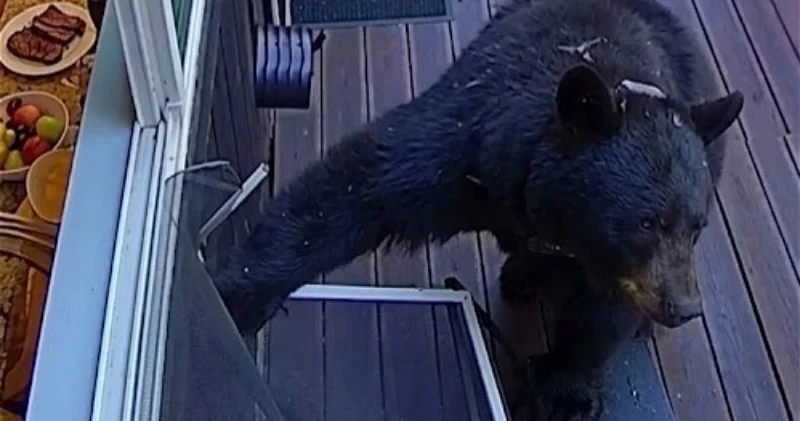В США медведь забрался в жилой дом, вскрыл морозилку и устроил пикник на веранде ВИДЕО