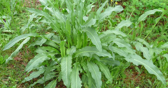 Çoxillik rumex crispus (qıvırcıq labada) bitkisinin kökləri və toxumları xalq təbabətində tətbiq olunub Video