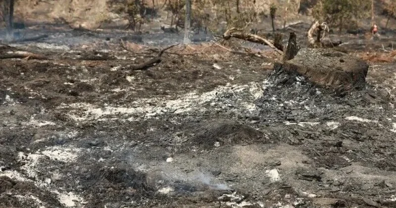 Fransanın Land departamentində 1300 hektar meşə sahəsini yanğın bürüyüb