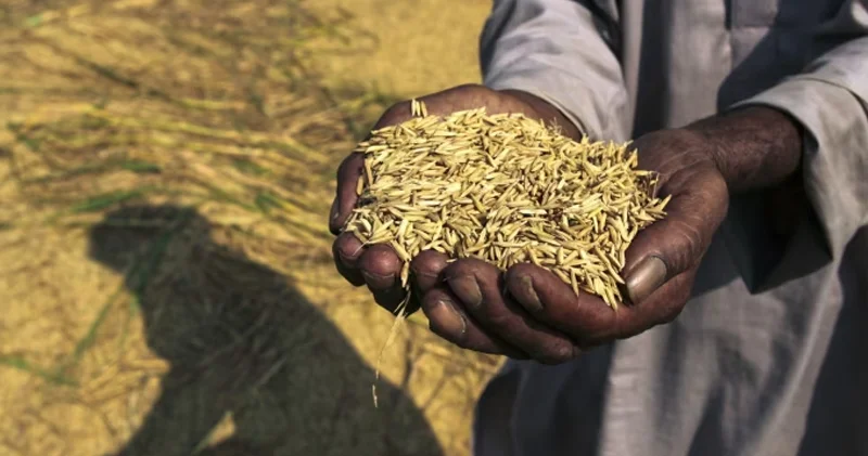 Basmati düyüsü Avropa Hindistan razılaşmasını təhdid edir