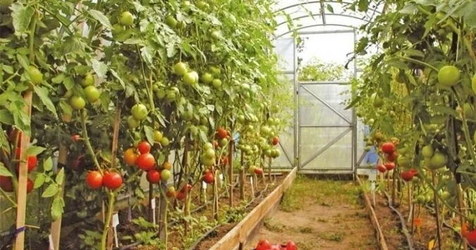 Pomidor oğurlamağa getdilər Diqqət çəkməmək üçün “166 yükdaşıma”dan istifadə etdilər