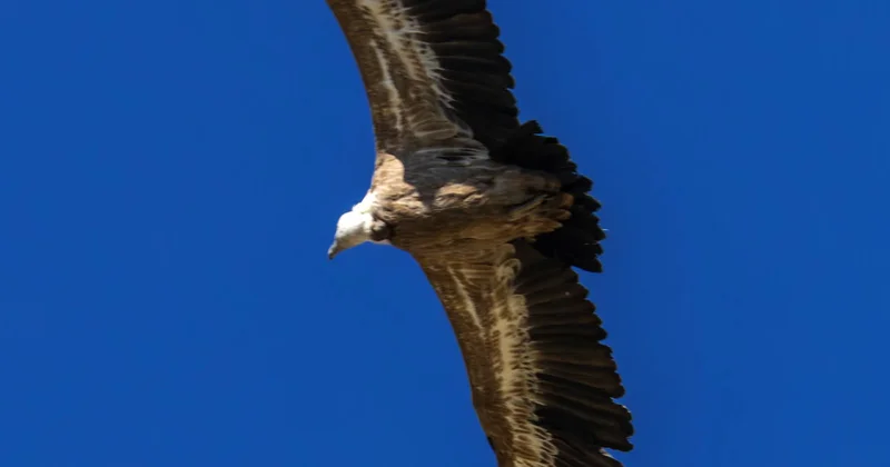 Ağbaş kərkəslər Qubanın dağlarında FOTO