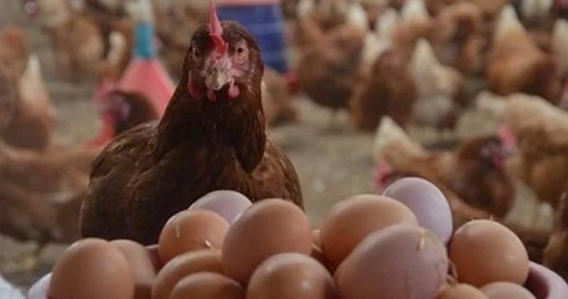 Kənd yumurtası bahalaşacaq, broyler isə... Ekspertdən açıqlama